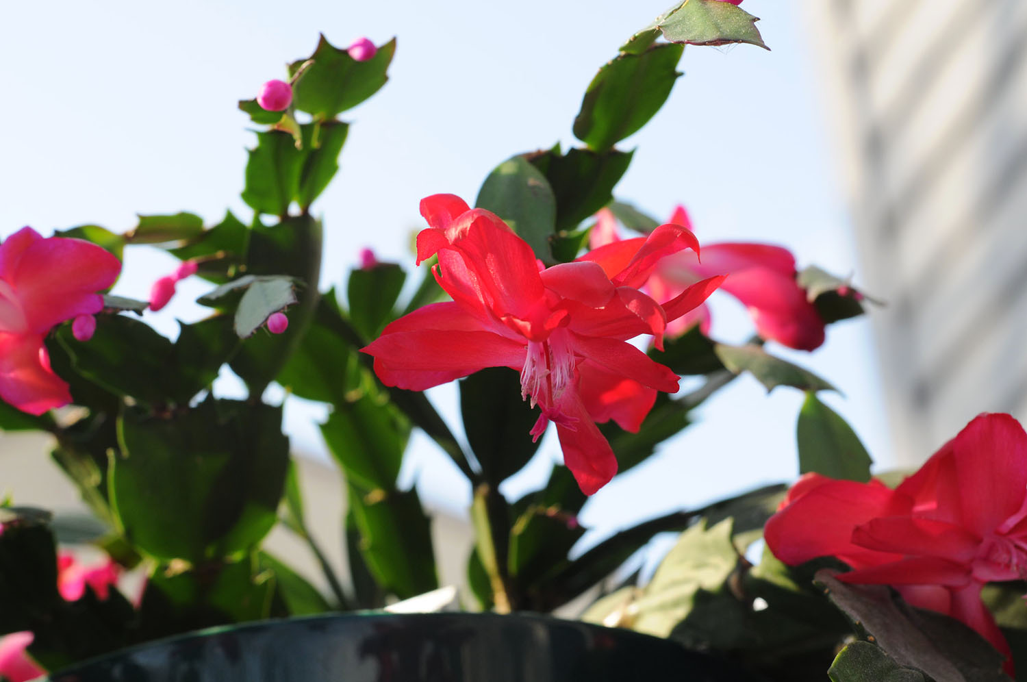 Christmas Cactus