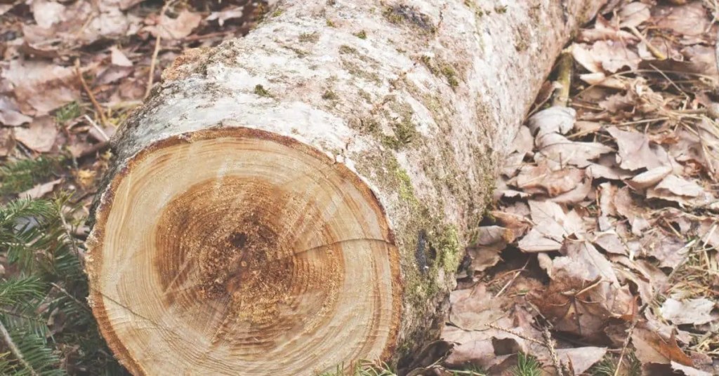 Wooden Log Cut from a Tree - Christmas Traditions and Customs - What is a Yule Log - Open for Christmas