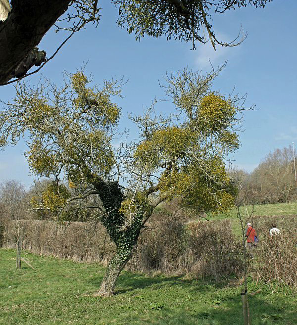 Mistletoe in trees