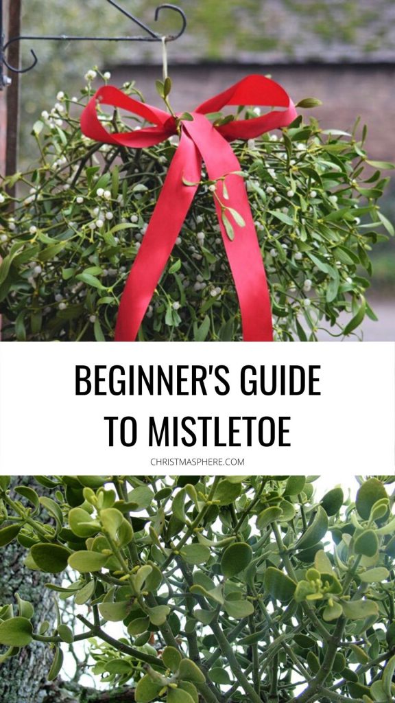 Beginner's Guide To Mistletoe