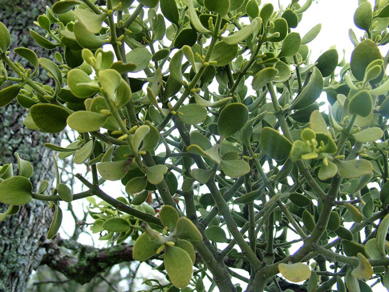 Mistletoe leaves
